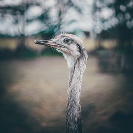 emoe van Bjorn Brekelmans