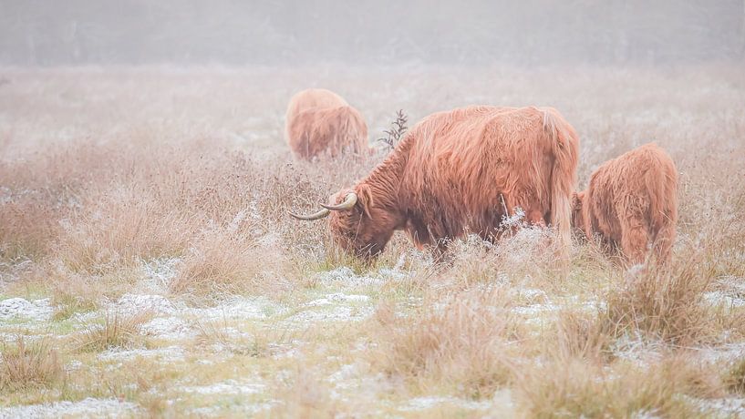Schotse Hooglanders van Bianca  Hinnen