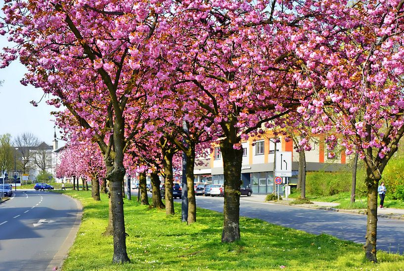 Zierkirschblütenpanorama 5 par Edgar Schermaul