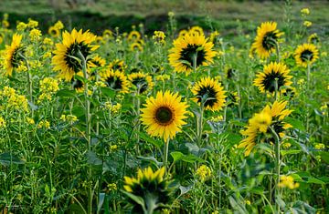 Sunflowers by Thea Luthart