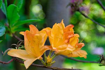Oranje lente door de bloeiende bloemen van de Azalia van Jolanda de Jong-Jansen