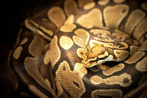 Anagonda snake / slang