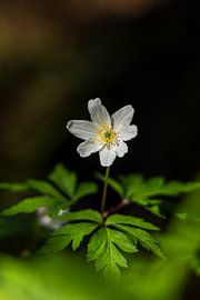 Lichtblick auf dem Waldboden von Lichtlaub Fotografie | Toni Seyfert