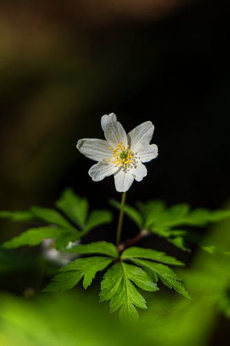 Lichtpunt op de Bosbodem