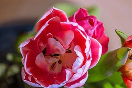 COLOURFUL TULIP by Photoart-Naegele