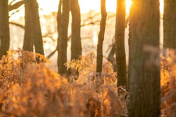 Zonsopkomst in het AWD