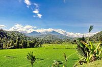 Valley with rice fields on Bali