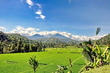 Tal mit Reisfeldern auf Bali