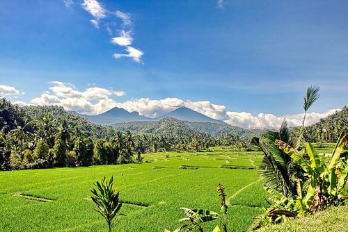 Dal met Rijstvelden op Bali