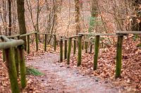 Descente dans une forêt d'automne