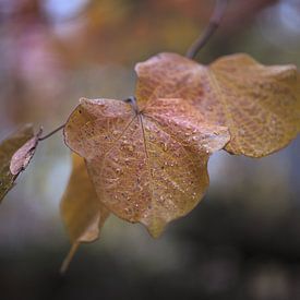 Laatste blaadjes van de herfst van Gerhard Hoogterp