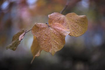 Les dernières feuilles de l'automne