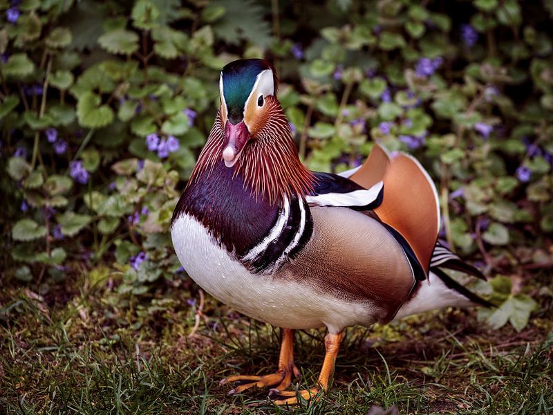 Tangerine Duck by Rob Boon