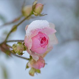 Roos von Tina van der Veen