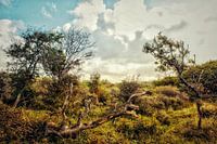 Duinlandschap herfst