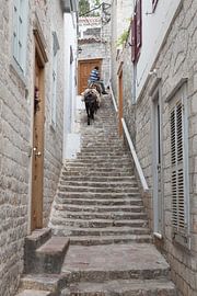 Ezel op de trap by Catching Moments