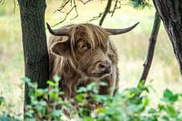 Schottischer Highlander lugt zwischen den Bäumen hervor