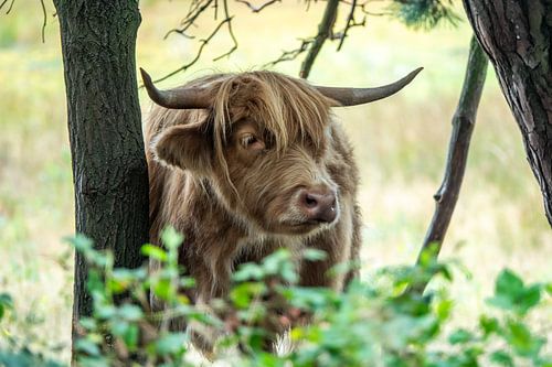 Scottish Highlander peeks between the trees