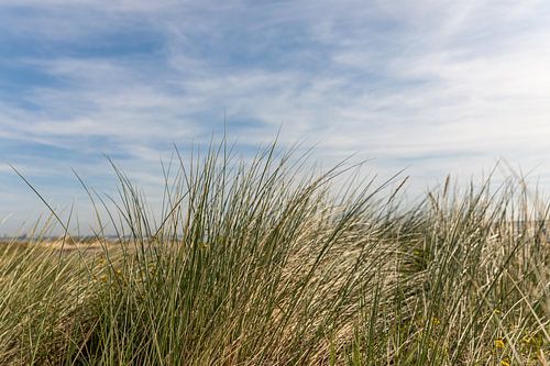 Helleborine und Wolken von Zeeland