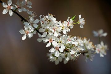 Bloesems van een rotskers, Prunus mahaleb