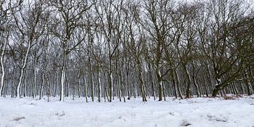 Bäume im schnee von Richard Guijt Photography