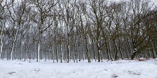 Arbres dans la neige