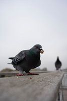 The pigeons of Paris (2)
