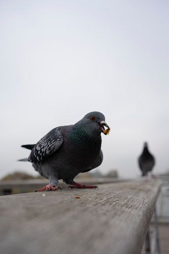 De duiven van Parijs (2)