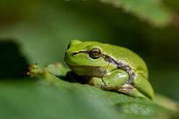 Baumfrosch im Brombeerstrauch