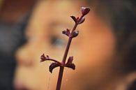 plant in op de voorgrond von Gerrit Neuteboom Miniaturansicht