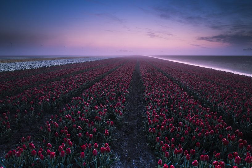 red tulips in archipelago by peterheinspictures