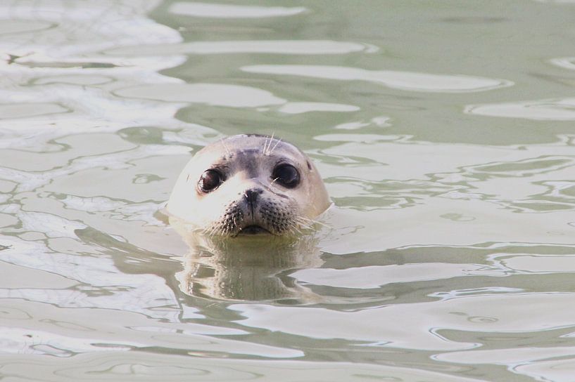 Kijk mij eens lief zijn by Fotografie Fryslân