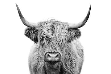 Scottish Highland Cow In Black And White by Diana van Tankeren
