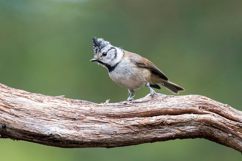 The crested tit by Merijn Loch