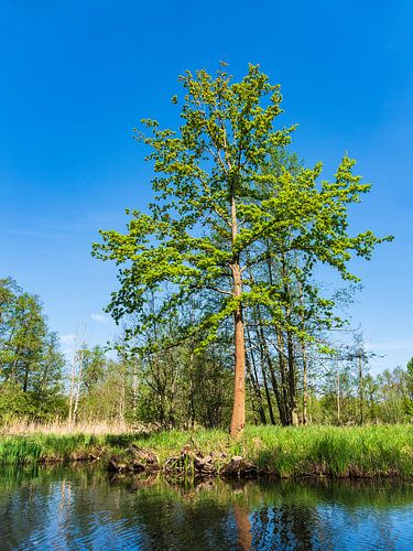 Landschaft im Spreewald bei Lübbenau