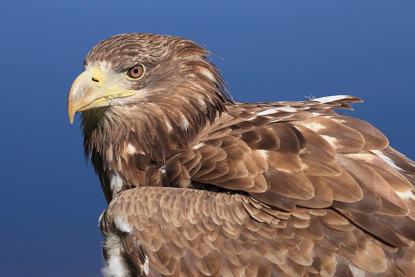 White-tailed Eagle (Haliaeetus albicilla) by Ronald Pol