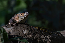 Iguane sur un rocher, baigné de soleil – Costa Rica sur Exclusive Photos by Erwin Floor