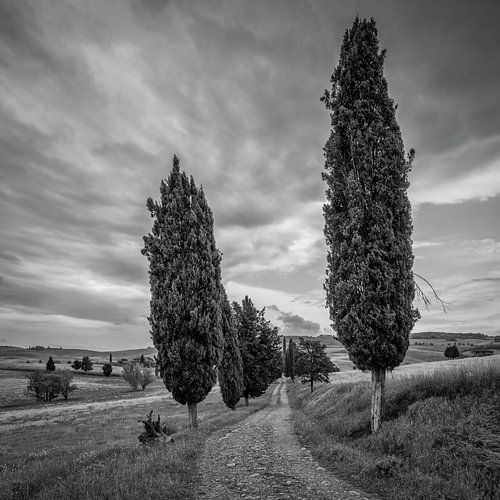 Italië in vierkant zwart wit, 'Cipressen in Toscane'