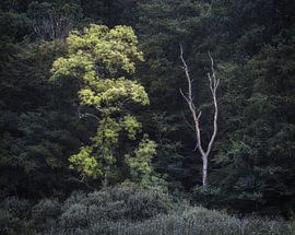 Une croissance saine des arbres dans leur milieu naturel au Danemark sur PhotoCluster