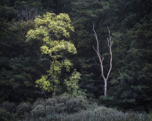Healthy Tree Growth in Natural Environment in Denmark