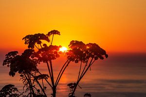 Pflanzensilhouette im Sonnenuntergang am Meer