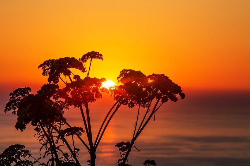 Pflanzensilhouette im Sonnenuntergang am Meer von Frank Herrmann