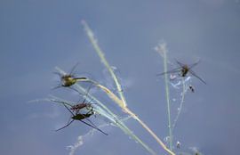 Drie Schaatsenrijders - Gerris lacustris sur Ilse Schoneveld