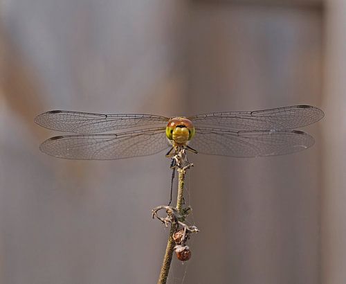 Steenrode heidelibel