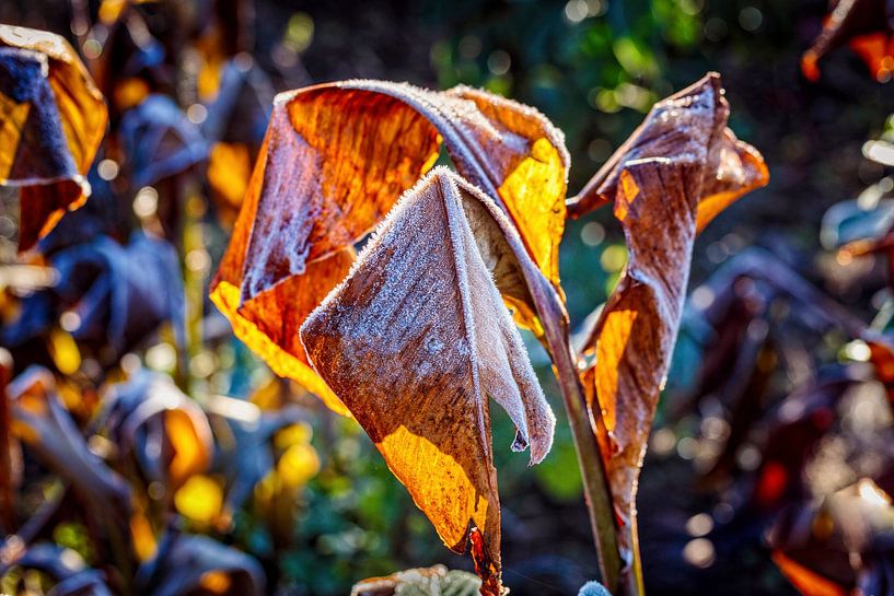 Banana Leaf by Rob Boon