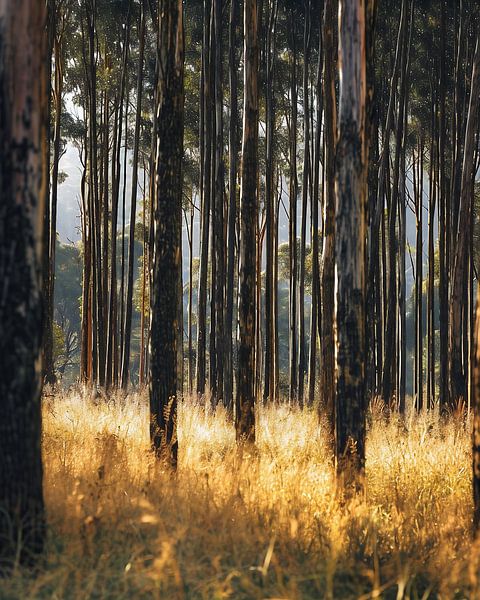 Spaziergang im Wald von fernlichtsicht