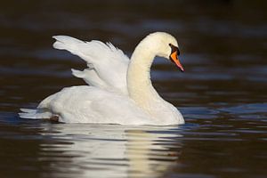 Höckerschwan (Cygnus olor)
