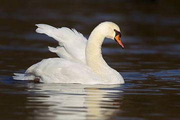 Stomme Zwaan (Cygnus olor) van Dirk Rüter