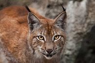 Museau d'un beau gros lynx de chat en gros plan. Grands yeux expressifs de chat, apparence d'un chat par Michael Semenov Aperçu