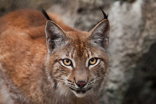 Snuit van een mooie grote kattenlynx van dichtbij. grote expressieve kattenogen, blik van een roofka